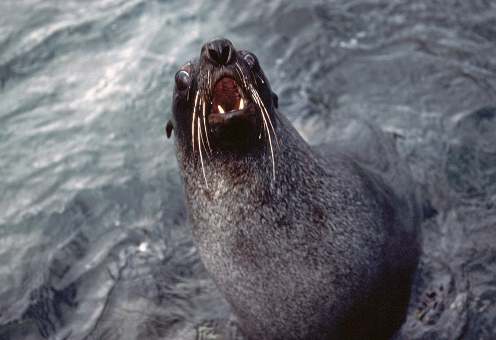 Southern fur seals, Arctocephalus gazella Antarctic fur seal